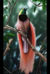 Райские птицы